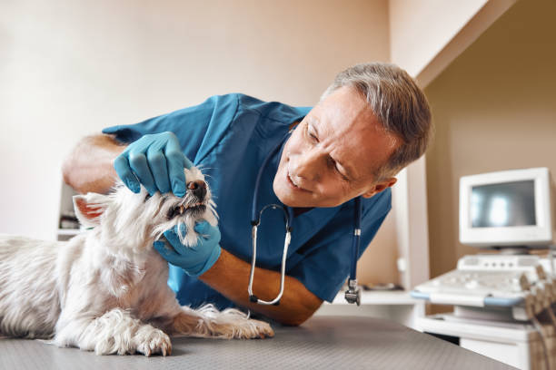 Best Emergency Broken Tooth Repair in Springfield, NJ